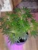 Jack Herer. flowering 07-04.jpg