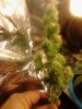 Blueberry. trimmed. 07-07.jpg