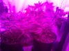 scrog lights.jpg