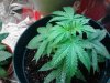 Snowdawg x Snowdawg#2. vegging 07-09.jpg