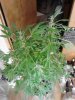 White Urkle. 07-10 flowering.jpg