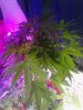 Casey Jones. after fan fell on her! flowering 07-10.jpg