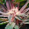 bubblelicious-feminized-5-seeds.jpg