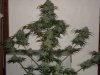 first_grow_313.jpg