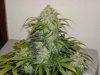 first_grow_314.jpg