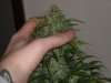 first_grow_322.jpg