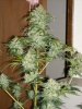 first_grow_323.jpg