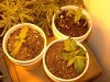 Grow2-Day54-pic2.JPG