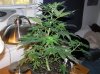 Week 7.5 Day 8 of Flowering 013.jpg