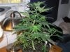 Week 7.5 Day 8 of Flowering 013.jpg