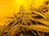 7-12-13 Skunk#1 2.jpg