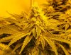 7-12-13 Skunk#1 6.jpg