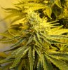 7-12-13 Skunk#1 7.jpg