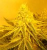 7-12-13 skunk#1.jpg