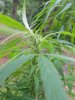 July13morebagseedflower_zpsf3e5d341.jpg