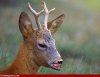 Rabid-Deer-55491.jpg