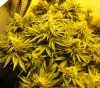 7-14-13 Skunk#1 02.jpg