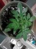 Hubba Bubba Bomb just transplanted 07-17.jpg