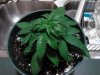 Purple V. just transplanted 07-17.jpg