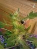 Royal Queen F2 flowering. 07-17.jpg