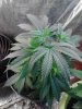 Snowdawg x Snowdawg#2. veg 07-19.jpg