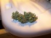 lemon skunk , indica leaning 001.jpg