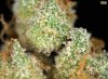 ak47trichomes-ak47-mmj-cannabis-thcfinder-002.jpg