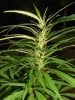 July20bagseedcloseup1_zpsc29a6128.jpg