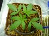 bubba kush transplant and pot leaf mask 010.jpg