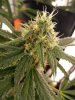 pebblez drowing and JackHerer and Bubba Kush waterfarms 012.jpg