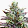 irie-vibe-blazing-pistoleros-krakatoa-seeds_500.jpg