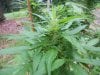 July27PurpleKushfloweringclose_zpsa9c4cf7c.jpg