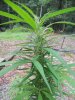 July27bagseedflowering3_zps81b6a963.jpg