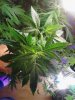 Bluedream clone 12-12 07-27.jpg