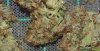 WW trimmed 7-24-13 close up buds.jpg