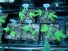 OGSC clones planted (2).jpg