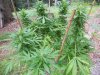 July27PurpleKush2_zps9df1423a.jpg