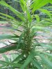 July27bagseedflowering_zps15a6eb35.jpg