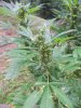 July27SourDiesel3_zps2eff18d5.jpg