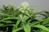 TGA Subcool Seeds Ace Of Spades - Pistil Development #4.jpg