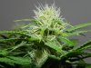 TGA Subcool Seeds Ace Of Spades - Pistil Development #5.jpg