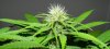 TGA Subcool Seeds Ace Of Spades - Pistil Development #6.jpg