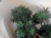 Far left Sins Og, Bttm Snowdawg , top lft HBB. 07-30.jpg