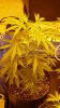 Oct. 26th 2008 ( 4 days into Flowering ) 006.jpg