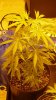 Oct. 26th 2008 ( 4 days into Flowering ) 007.jpg