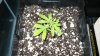 Oct. 26th 2008 ( 4 days into Flowering ) 002.jpg