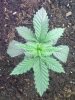 Shwag plant 16 days old.jpg