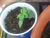 Chronic plant 2 weeks old.jpg