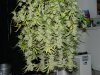 new strains 004.jpg