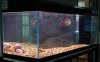 2390739d1351526518-salt-water-fish-tank-images-16.jpeg